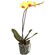 Желтая орхидея Фаленопсис в горшке. Санта Ана дель Якума